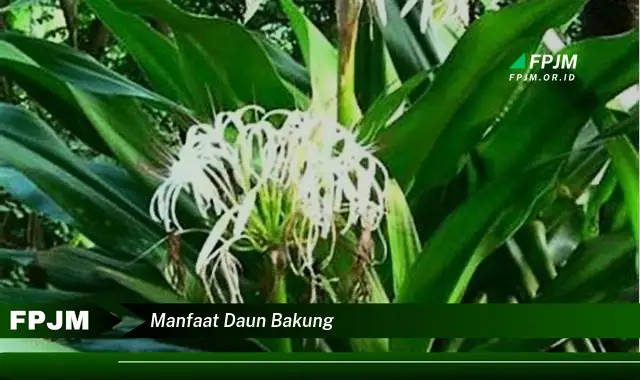 manfaat daun bakung