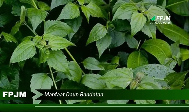 manfaat daun bandotan