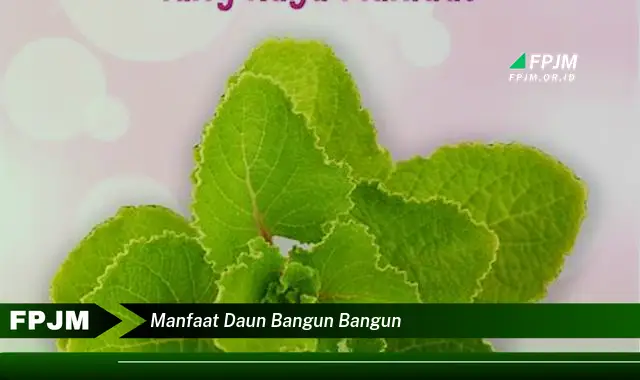 manfaat daun bangun bangun