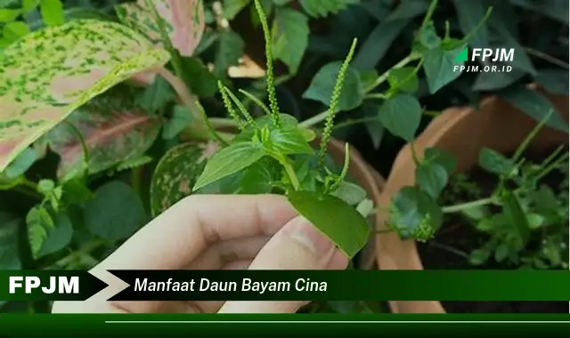 manfaat daun bayam cina