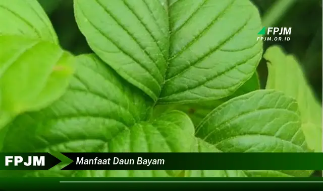 manfaat daun bayam