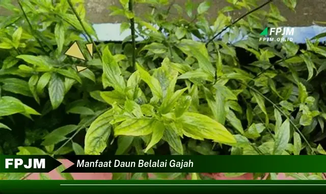 manfaat daun belalai gajah