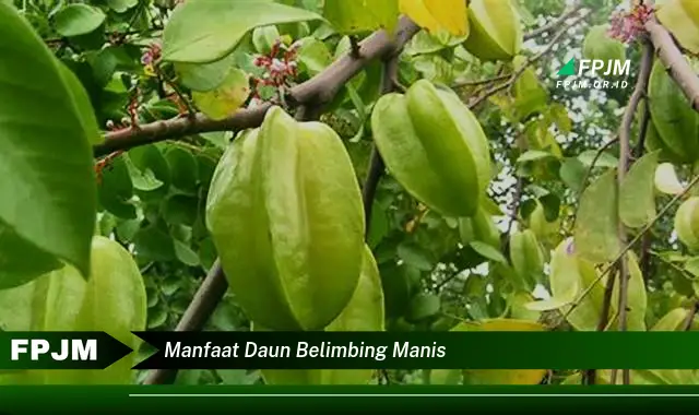 manfaat daun belimbing manis