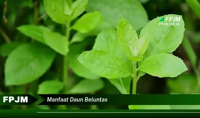 manfaat daun beluntas