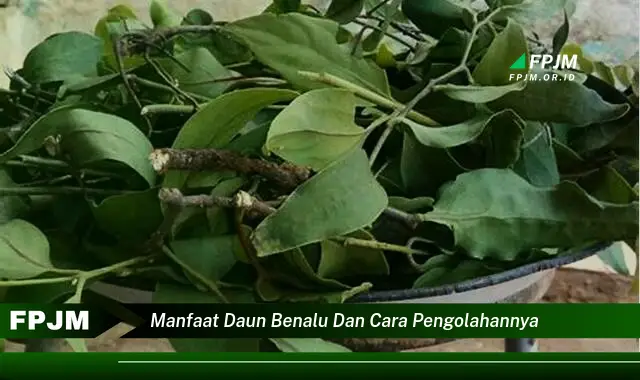 Ketahui 8 Manfaat Daun Benalu untuk Kesehatan dan Cara Mengolahnya dengan Benar