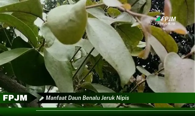 manfaat daun benalu jeruk nipis