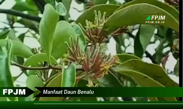 Ketahui 10 Manfaat Daun Benalu untuk Kesehatan Anda