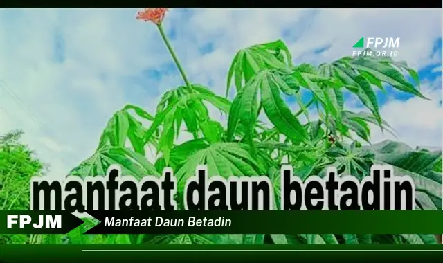 Ketahui 10 Manfaat Daun Betadine untuk Kesehatan Kulit dan Luka