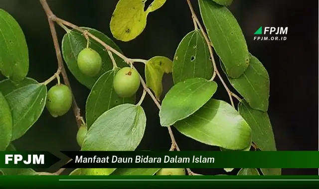 manfaat daun bidara dalam islam