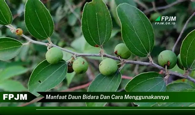 Ketahui 10 Manfaat Daun Bidara dan Cara Menggunakannya untuk Kesehatan dan Kecantikan