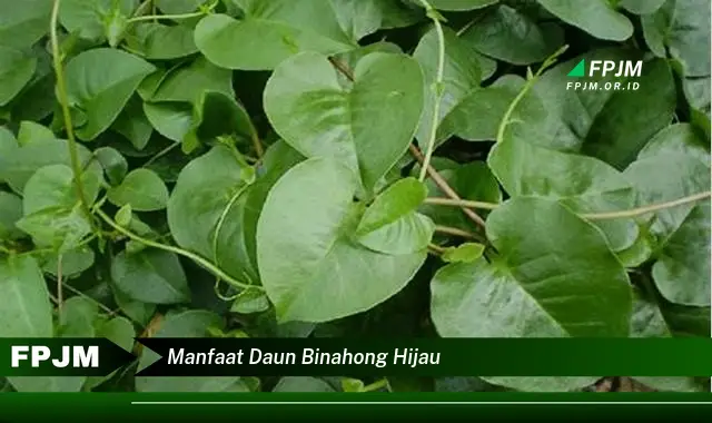 manfaat daun binahong hijau