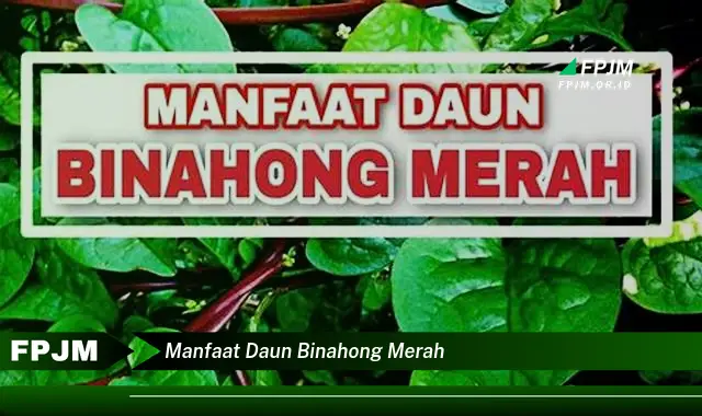 Ketahui 9 Manfaat Daun Binahong Merah untuk Kesehatan Anda Secara Lengkap