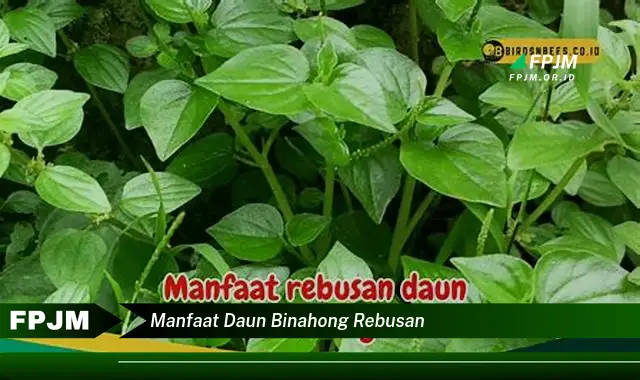 manfaat daun binahong rebusan