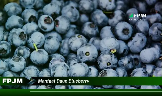 manfaat daun blueberry