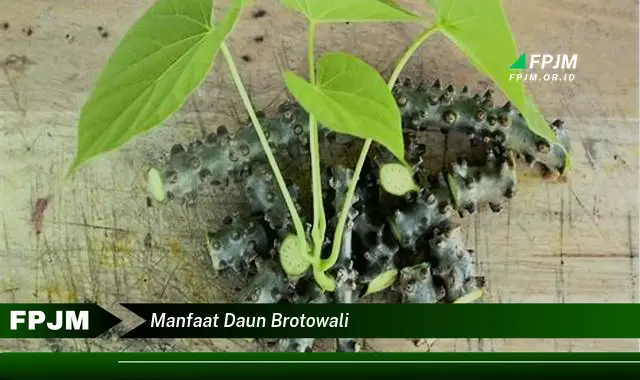 manfaat daun brotowali