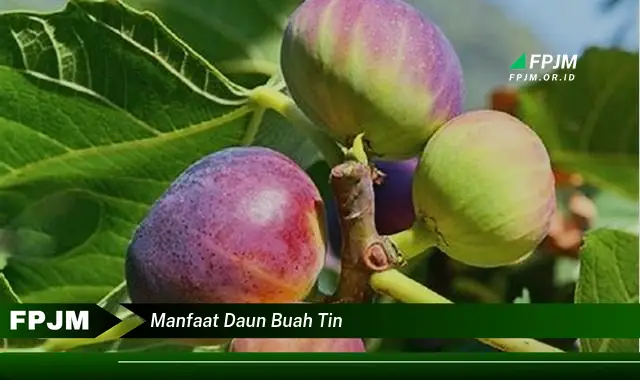 manfaat daun buah tin