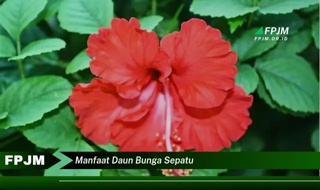 manfaat daun bunga sepatu