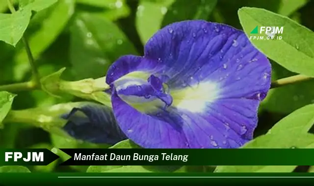 manfaat daun bunga telang