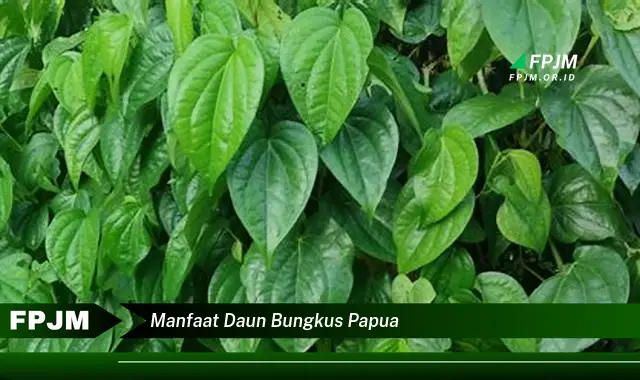 manfaat daun bungkus papua