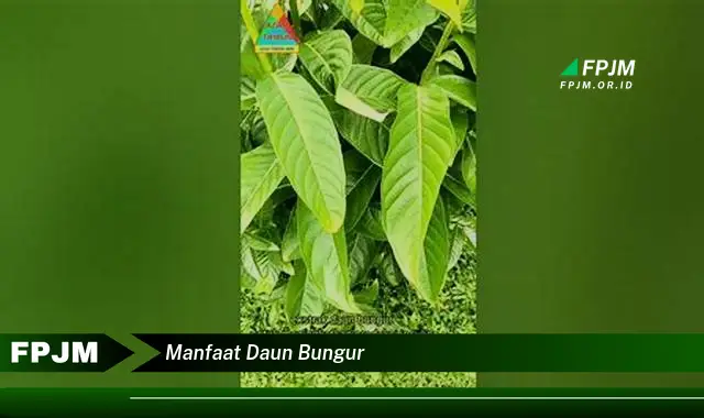 manfaat daun bungur