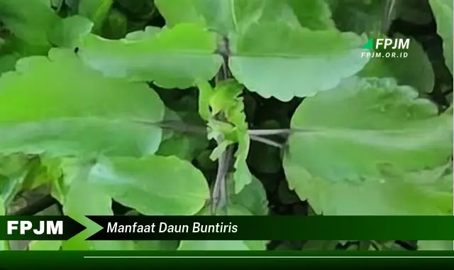 manfaat daun buntiris