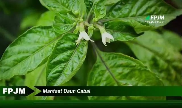 manfaat daun cabai