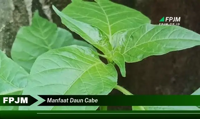 manfaat daun cabe