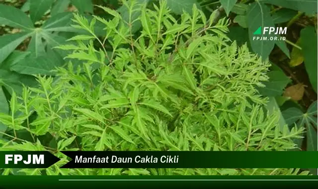 manfaat daun cakla cikli