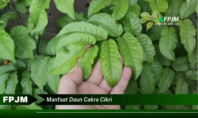 manfaat daun cakra cikri