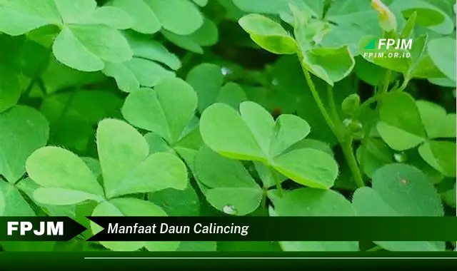 manfaat daun calincing