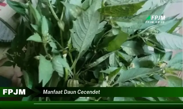 manfaat daun cecendet