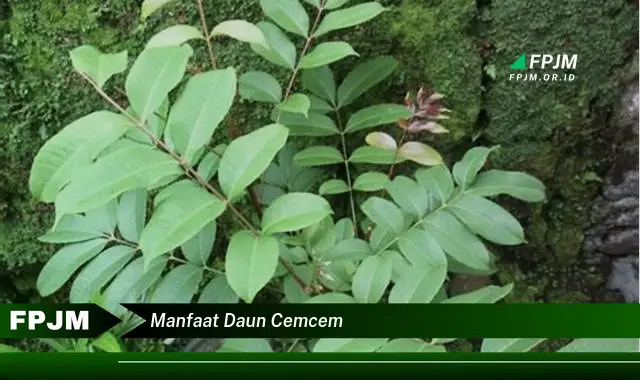 manfaat daun cemcem