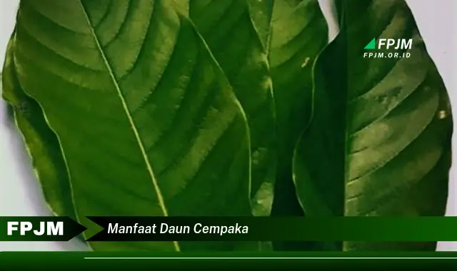 manfaat daun cempaka