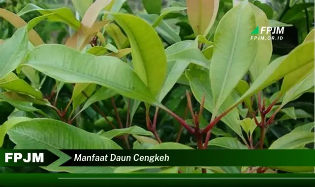 manfaat daun cengkeh