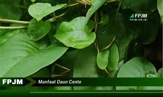 manfaat daun cente