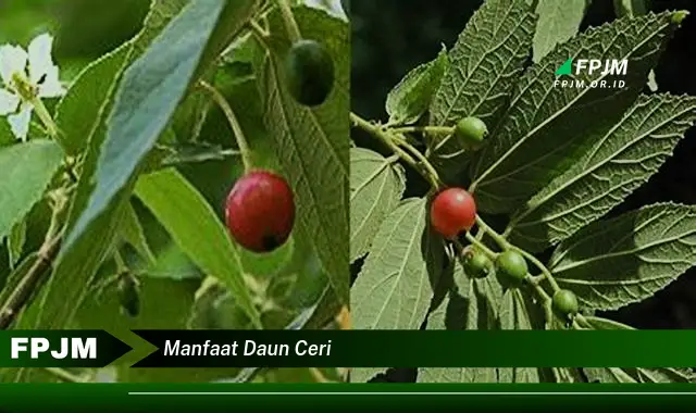 manfaat daun ceri