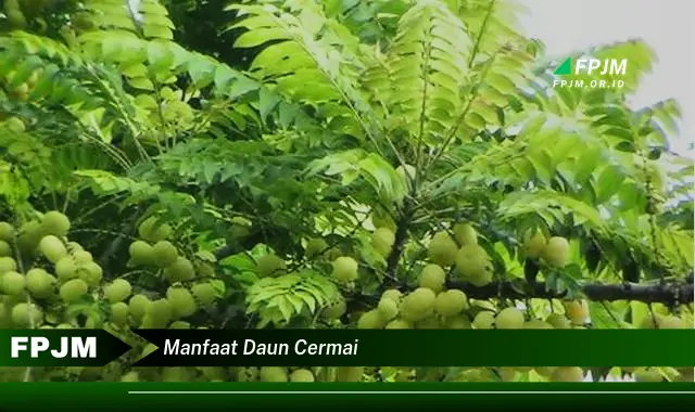 manfaat daun cermai