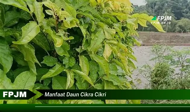 manfaat daun cikra cikri