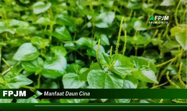 manfaat daun cina