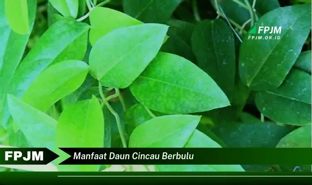 manfaat daun cincau berbulu