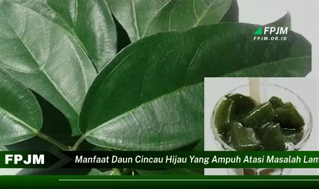 Ketahui 8 Manfaat Daun Cincau Hijau yang Ampuh Atasi Masalah Lambung Secara Alami