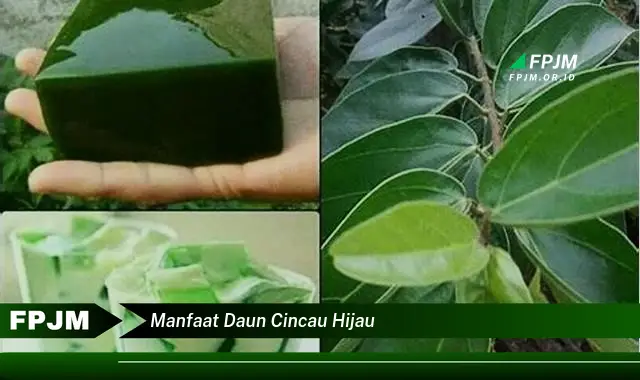 manfaat daun cincau hijau