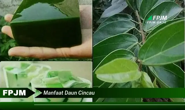 manfaat daun cincau