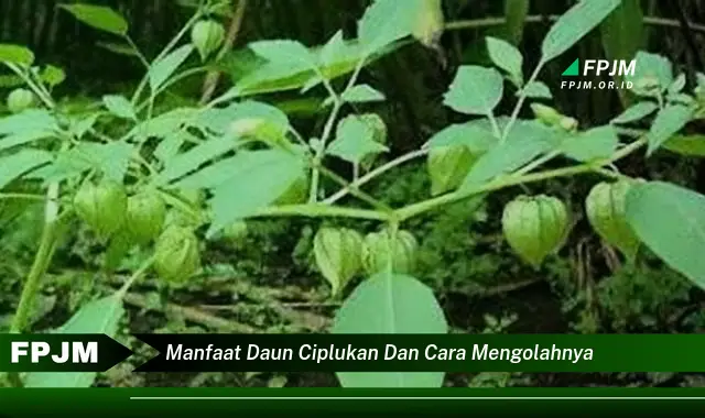 manfaat daun ciplukan dan cara mengolahnya