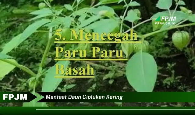 manfaat daun ciplukan kering