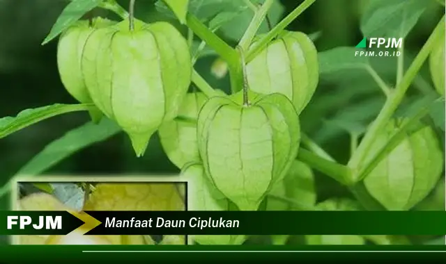 manfaat daun ciplukan