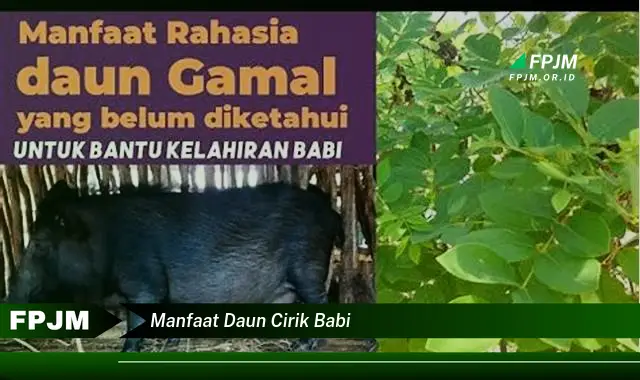 manfaat daun cirik babi