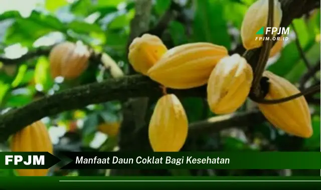 Ketahui 9 Manfaat Daun Coklat Bagi Kesehatan, Cara Mengolah dan Mengonsumsinya