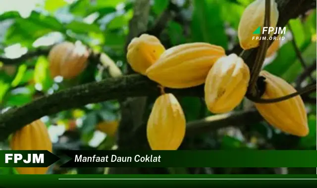 manfaat daun coklat