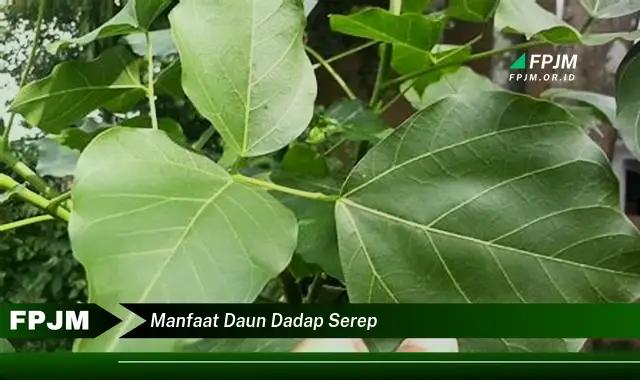 manfaat daun dadap serep